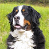 Click here for more detailed Bernese Mountain Dog breed information and available puppies, studs dogs, clubs and forums